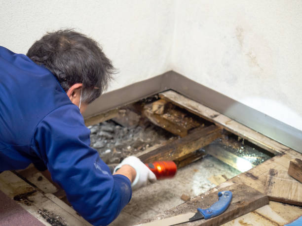 Best Mold Removal Near Me  in Macon, MS