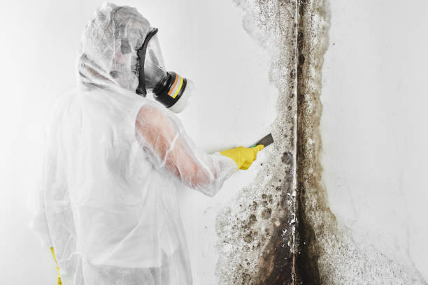 Best Mold Damage Repair  in Macon, MS