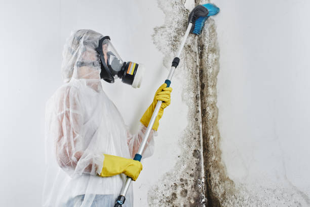 Best Mold Remediation  in Macon, MS