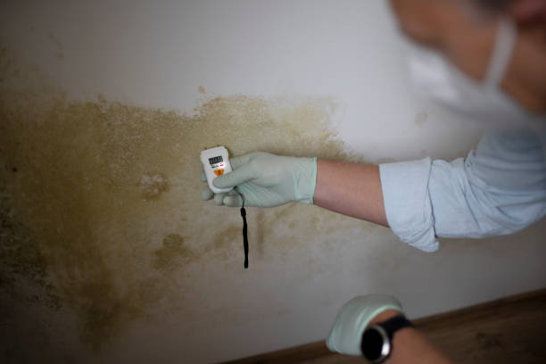 Best Local Mold Removal Service  in Macon, MS