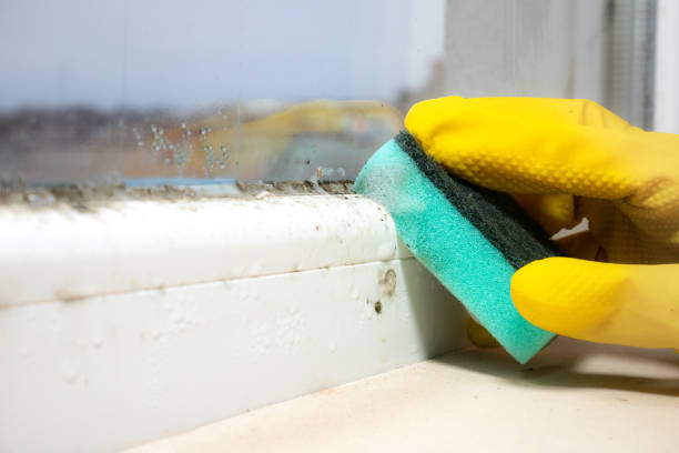 Best Emergency Mold Removal  in Macon, MS