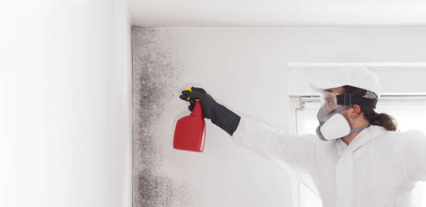Best Mold Removal Company Near Me  in Macon, MS