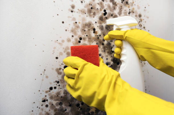 Best Mold Cleaning Services  in Macon, MS
