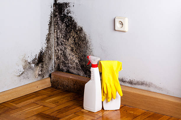 Best Local Mold Removal Service  in Macon, MS