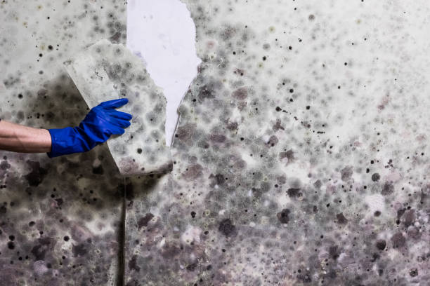 Best Mold Removal Company Near Me  in Macon, MS