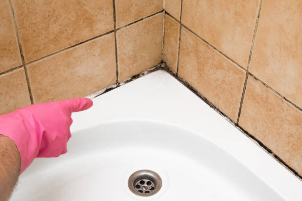Best Same-Day Mold Removal  in Macon, MS