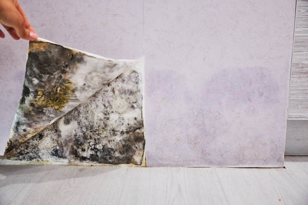 Best Certified Mold Removal  in Macon, MS